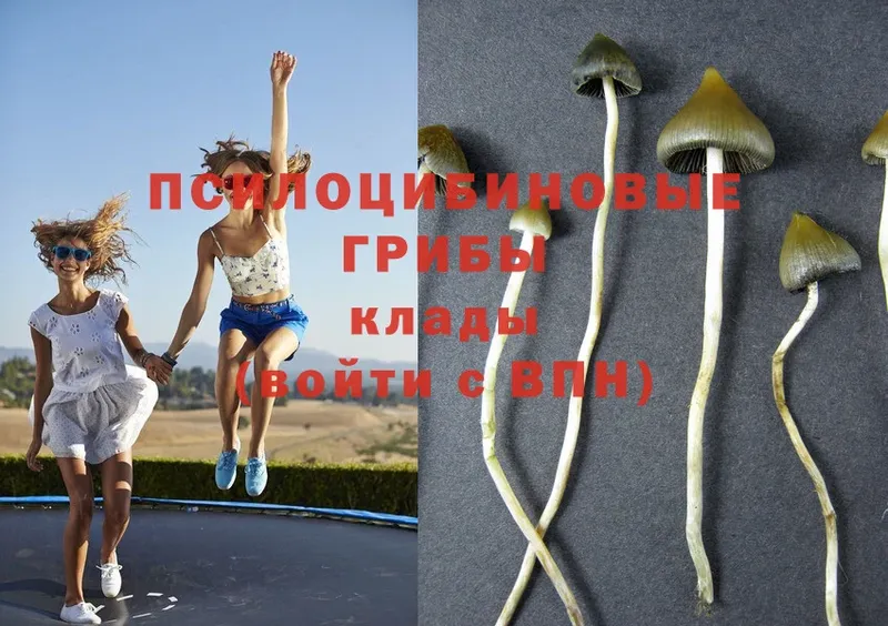 Псилоцибиновые грибы MAGIC MUSHROOMS  Лихославль 